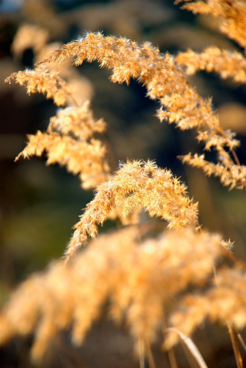 macro  flower  flora free photo