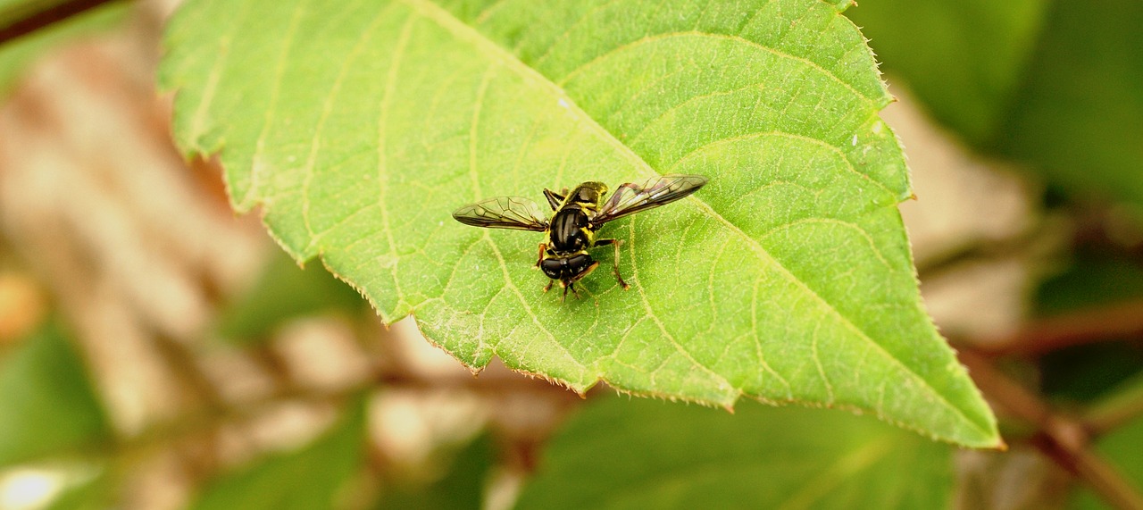 macro  insect  fly free photo