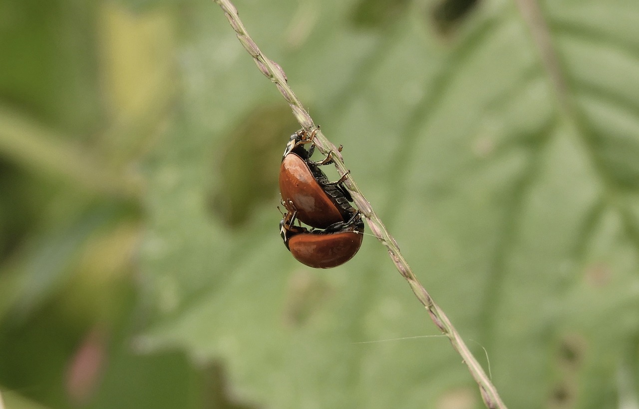 macro  insects  ladybugs free photo