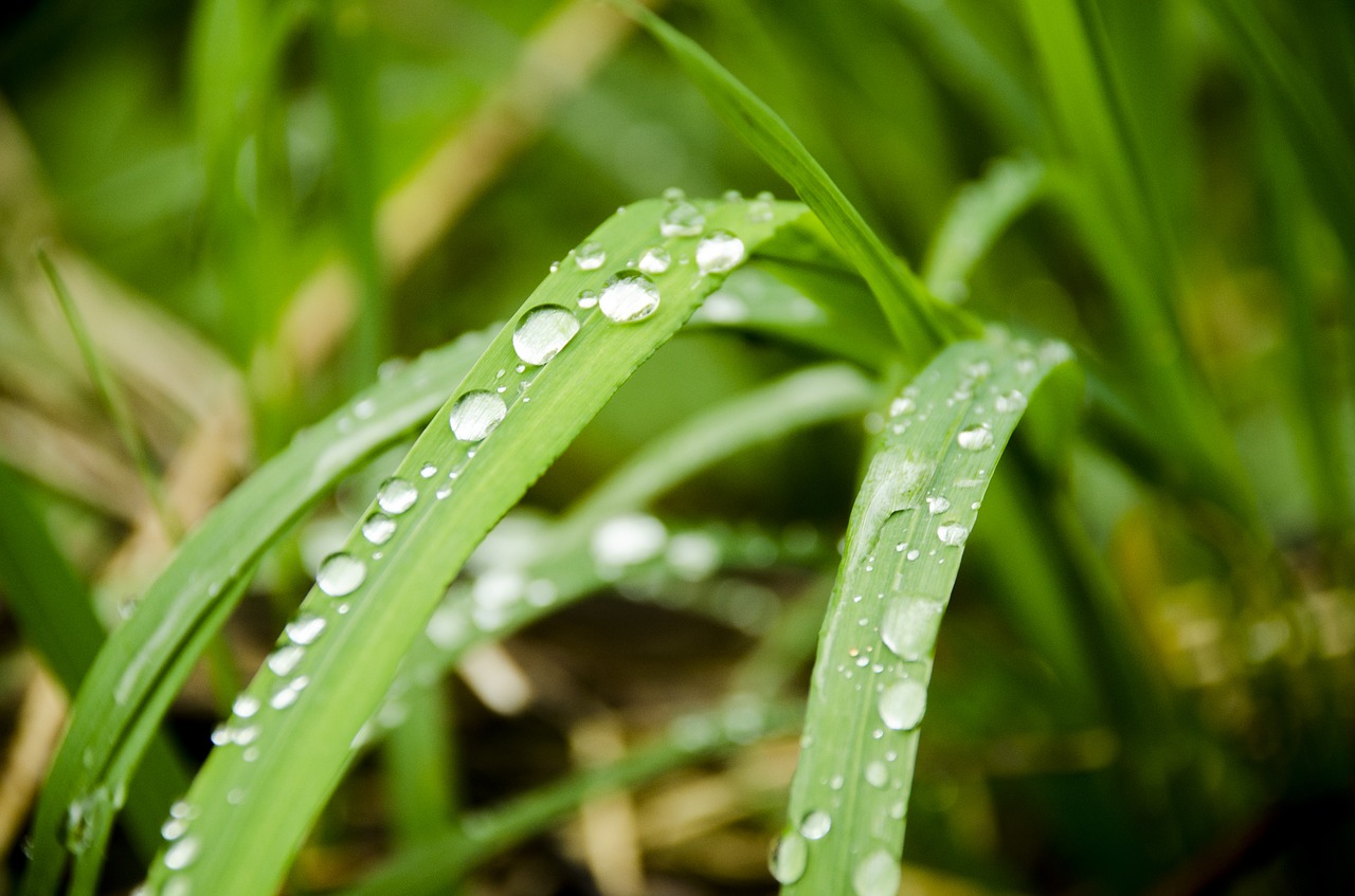 macro  plant  letter free photo