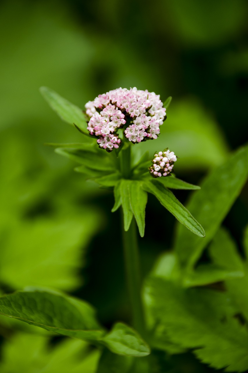 macro  plant  nature free photo