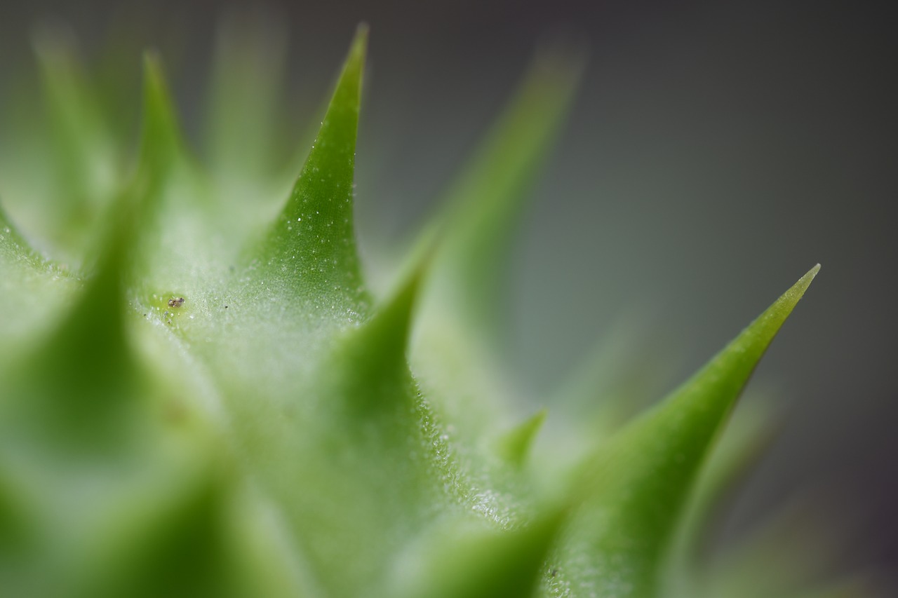 macro  nature  flower free photo