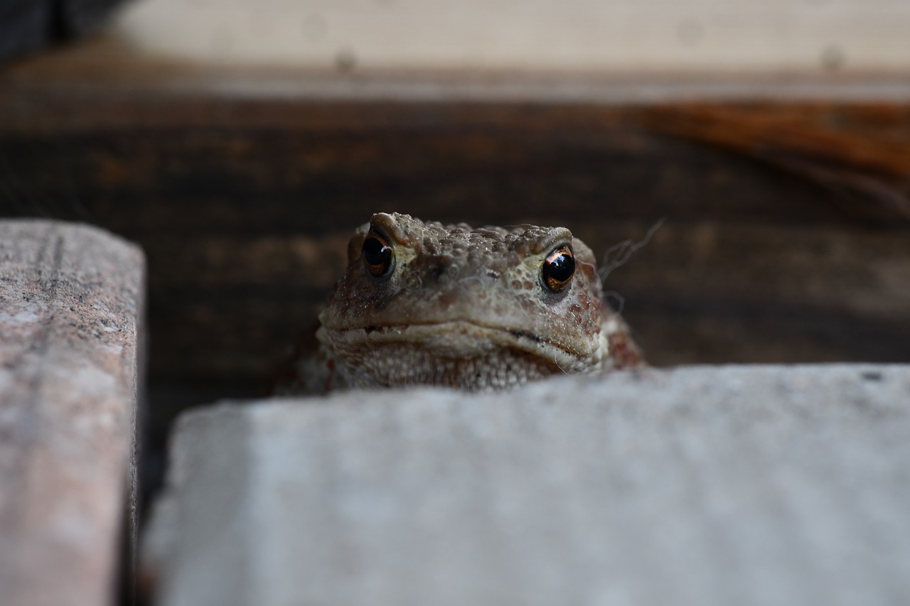 macro  closeup  toad free photo