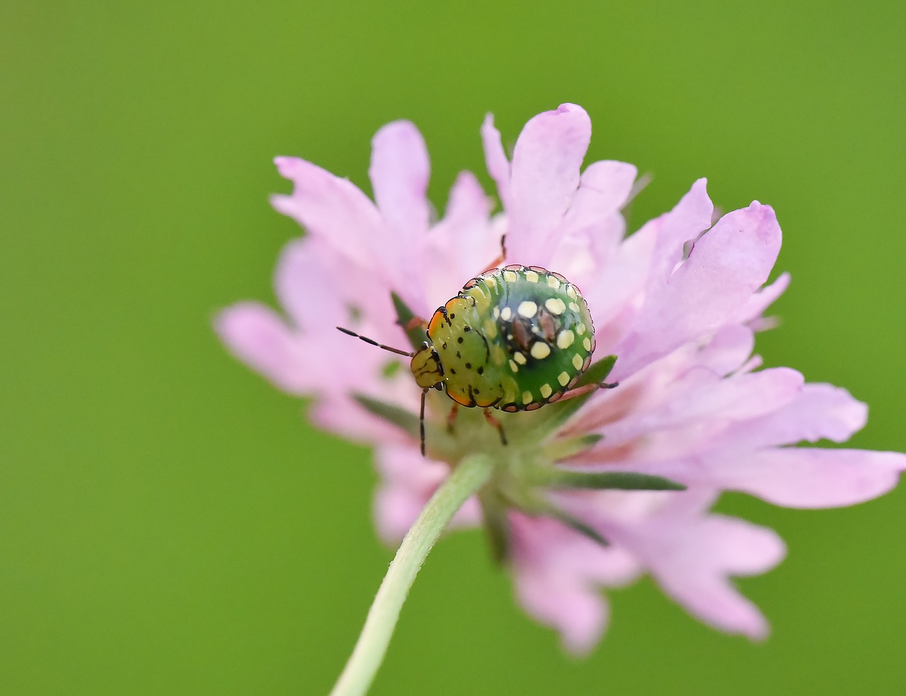 macro  green  wild free photo