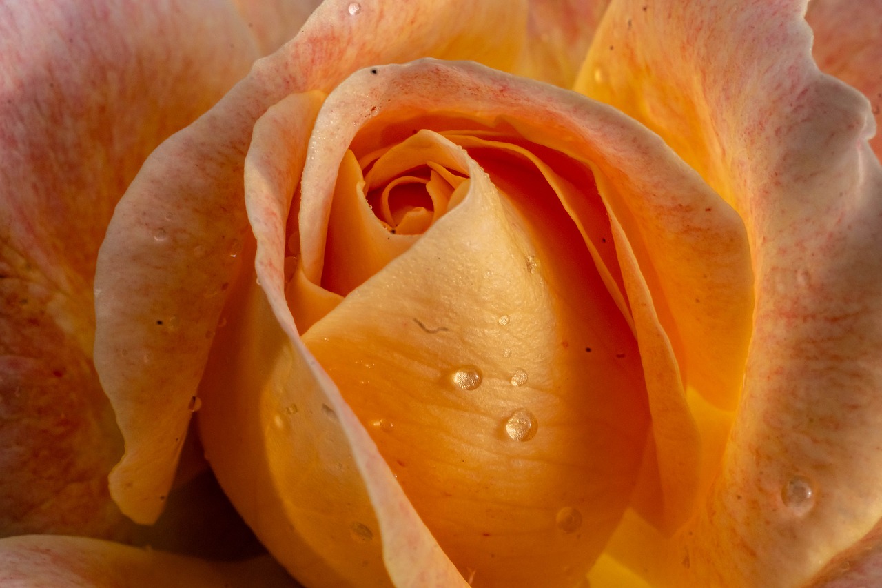 macro  rose  nature free photo