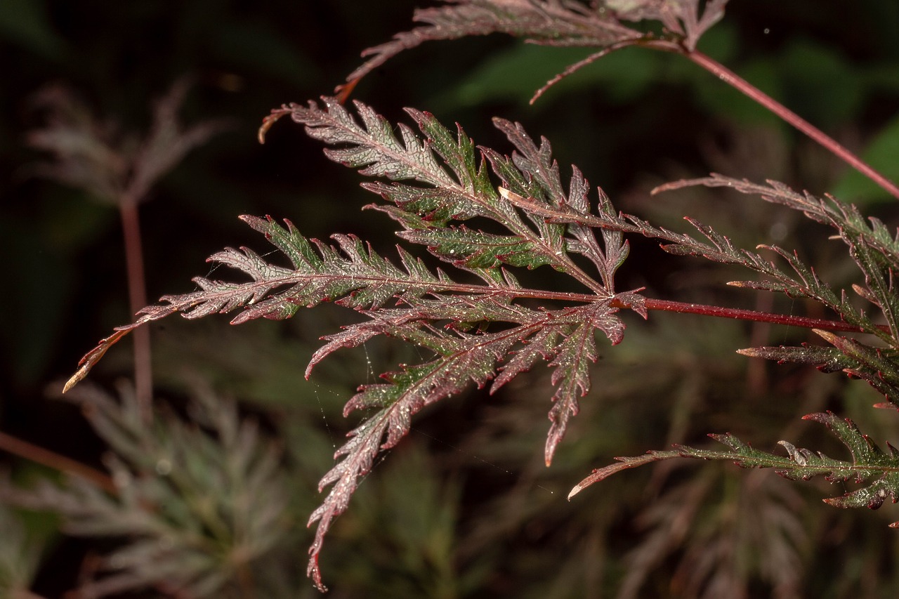 macro  leaves  nature free photo