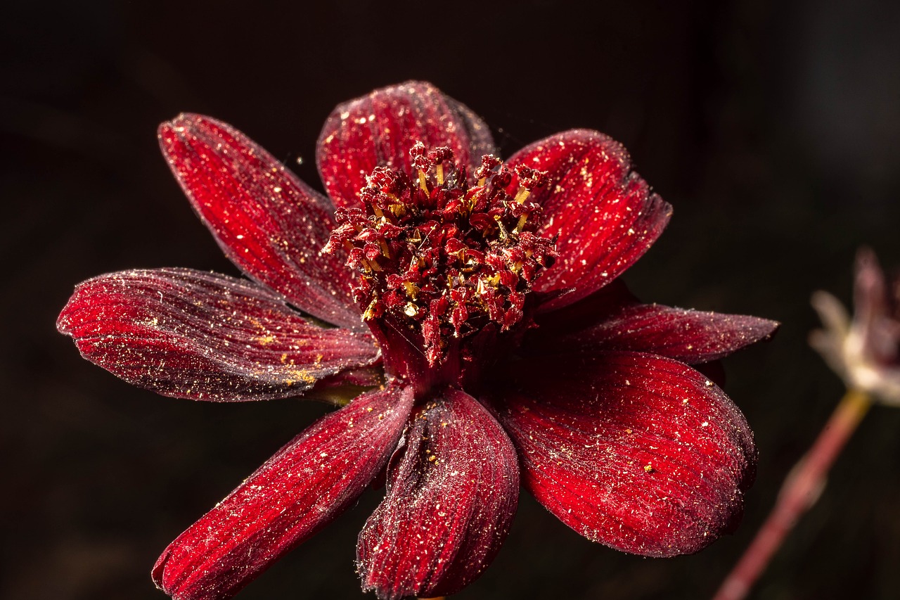 macro  blossom  bloom free photo