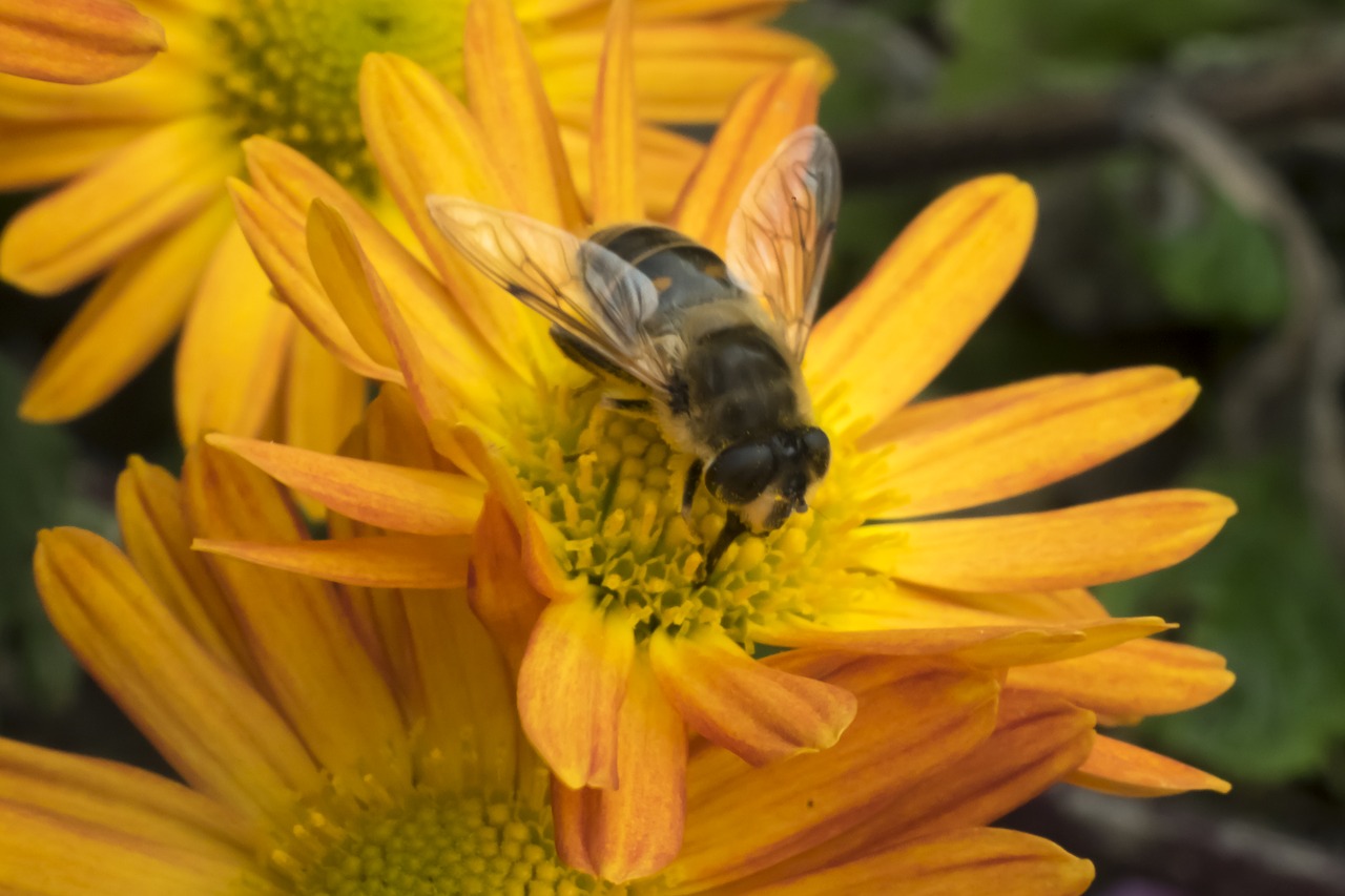 macro  bee  flower free photo