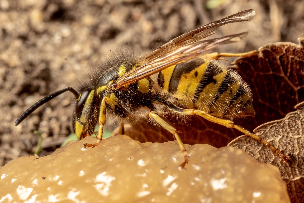 macro  insect  nature free photo