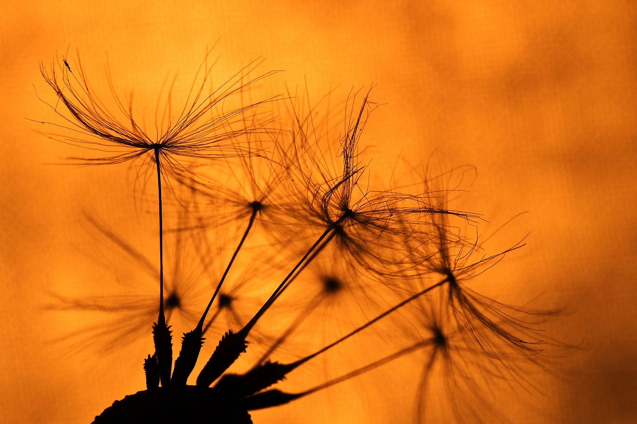 macro  still life  dandelion free photo