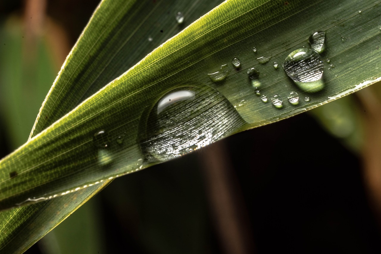 macro  drip  drop of water free photo