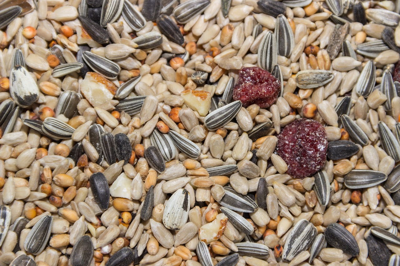 macro  food  bird seed free photo