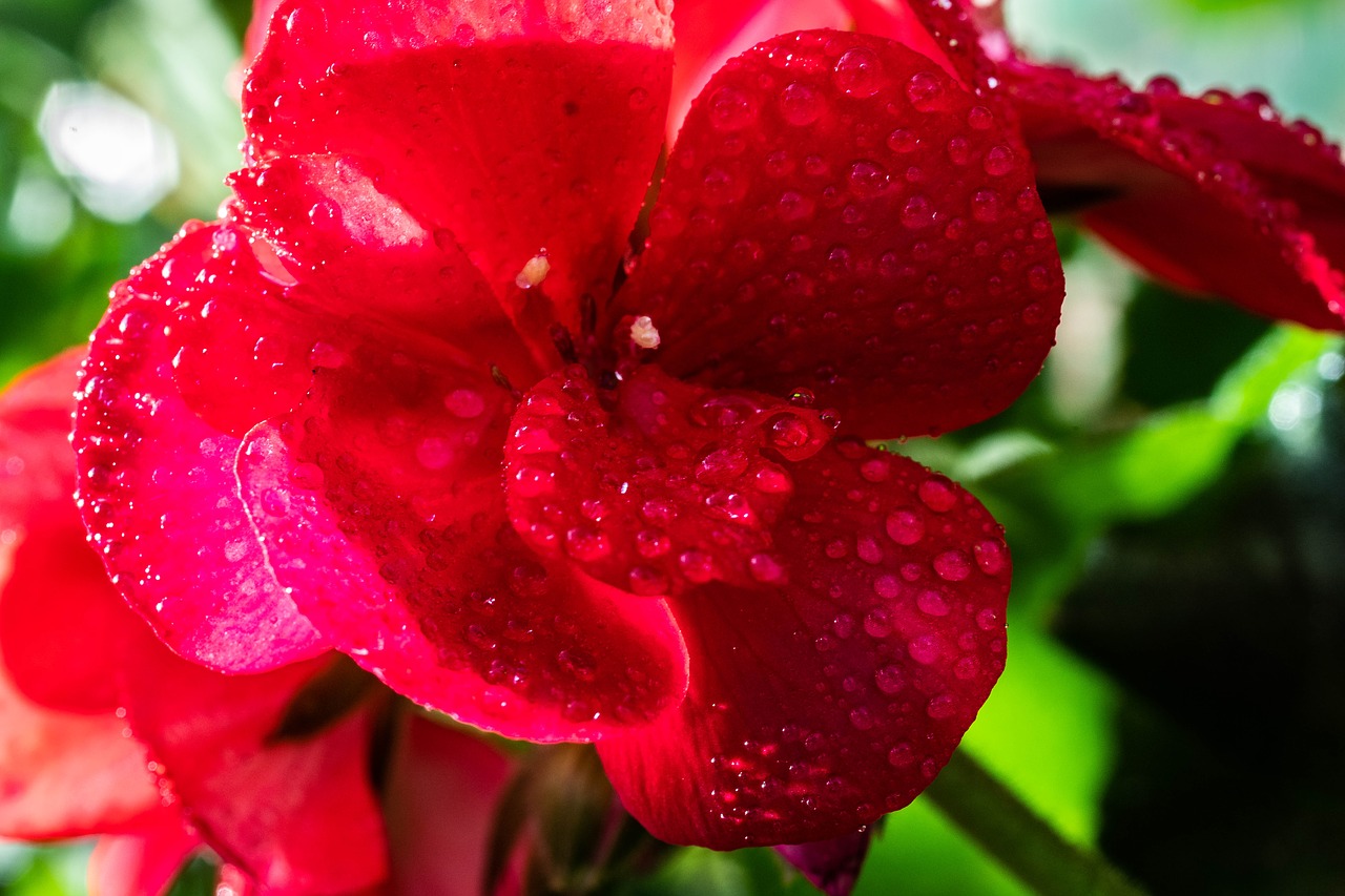 macro  drip  drop of water free photo