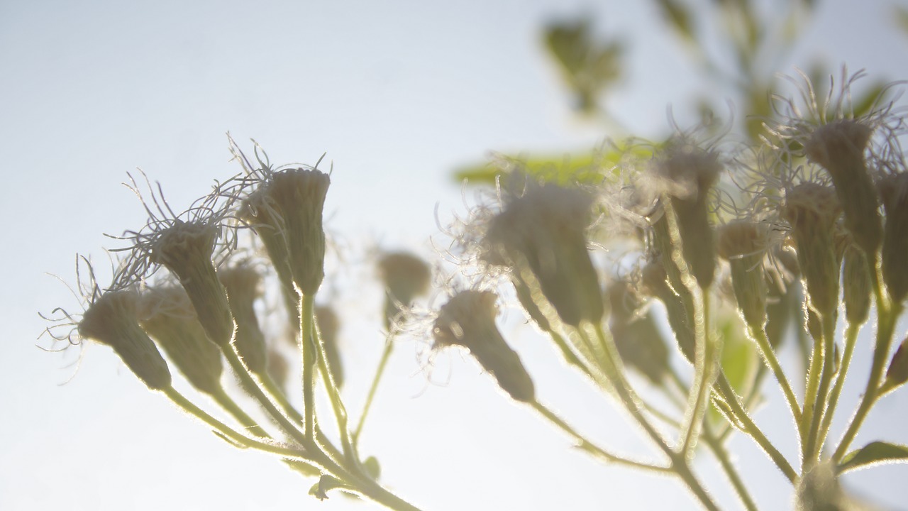 macro  flora  flower free photo