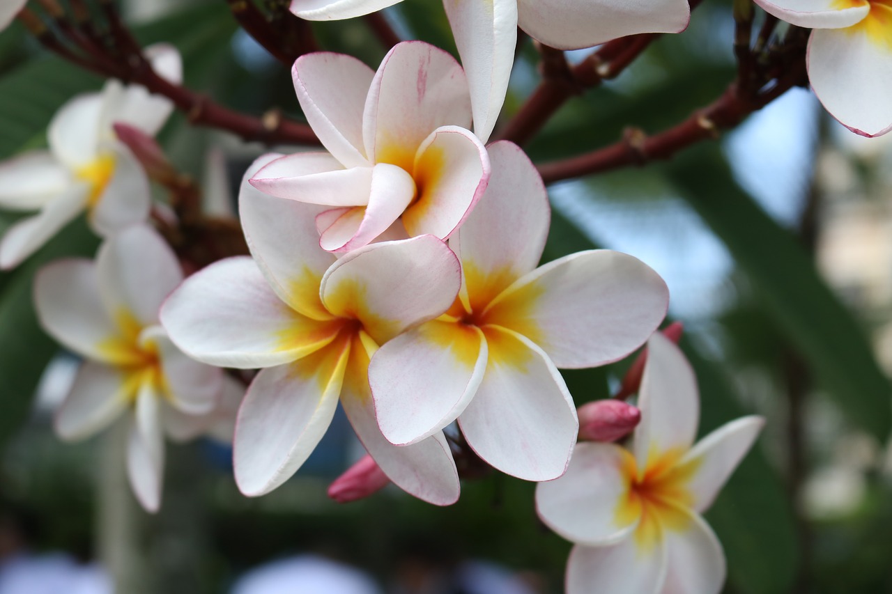 macro  flower  nature free photo