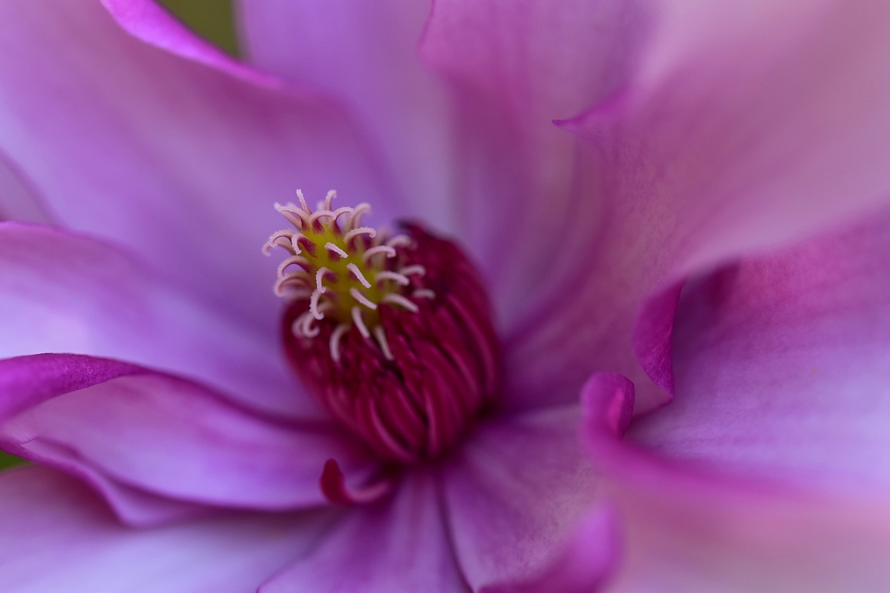 macro  flower  close up free photo