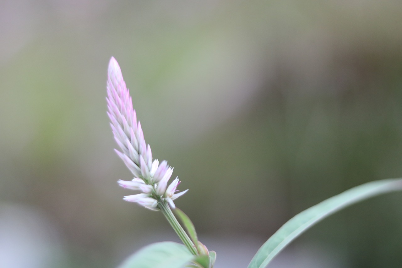 macro  nature  garden free photo