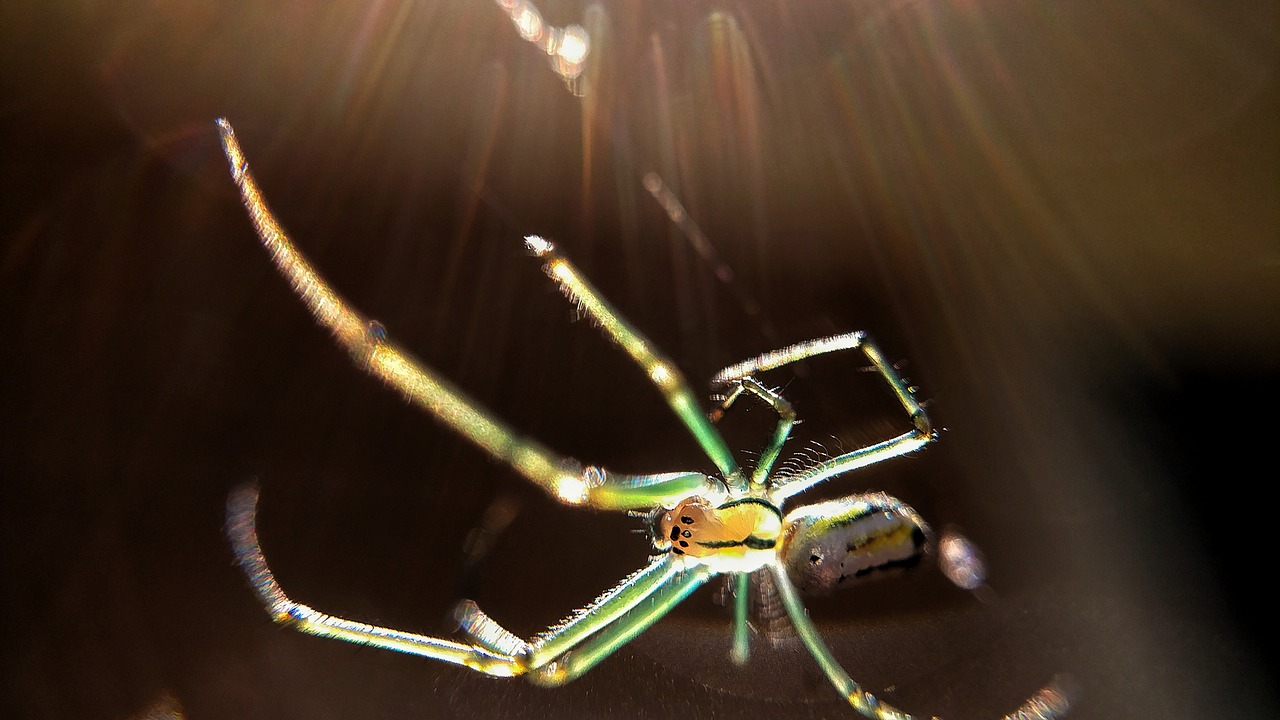 macro  spider  green free photo