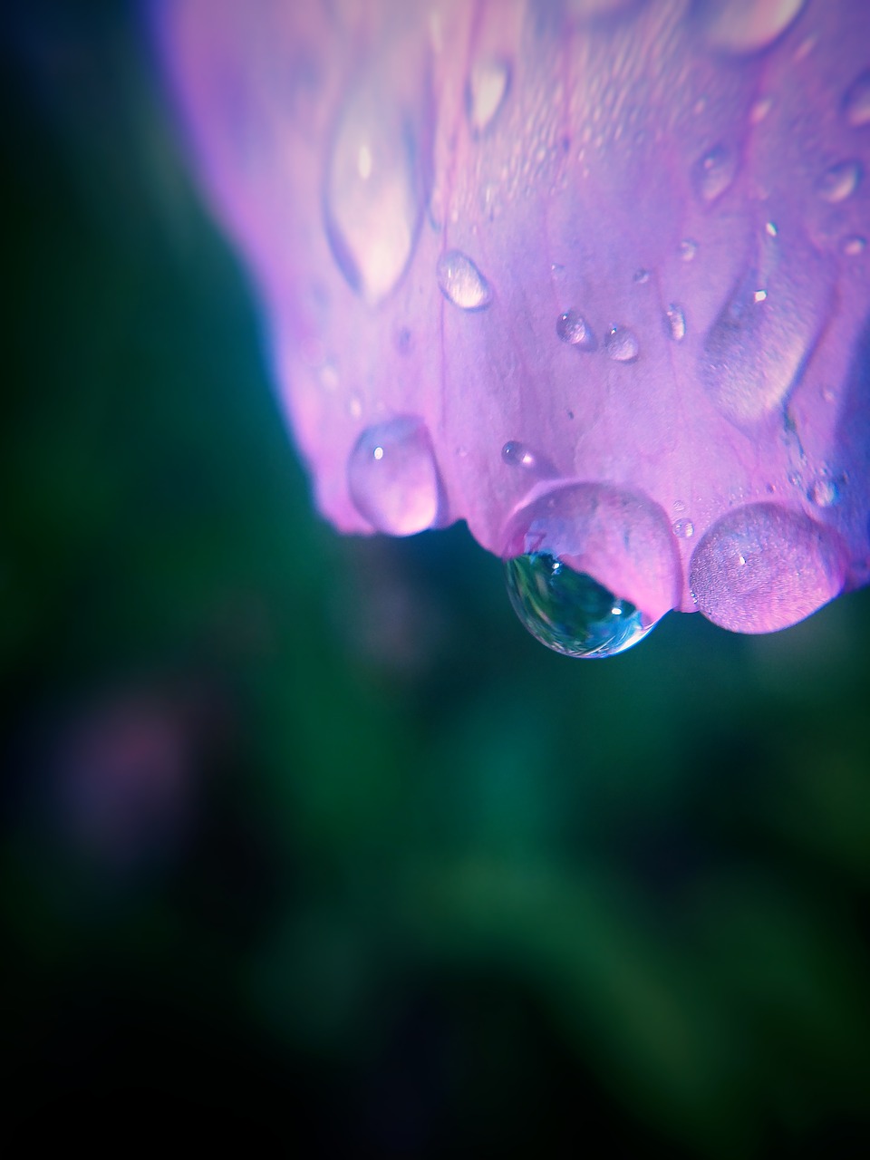 macro  flower  petal free photo