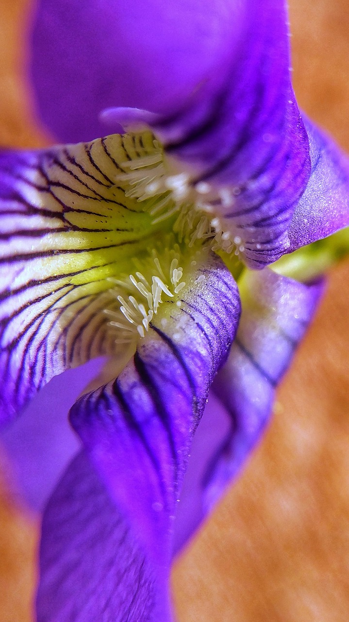 macro  flower  violet free photo