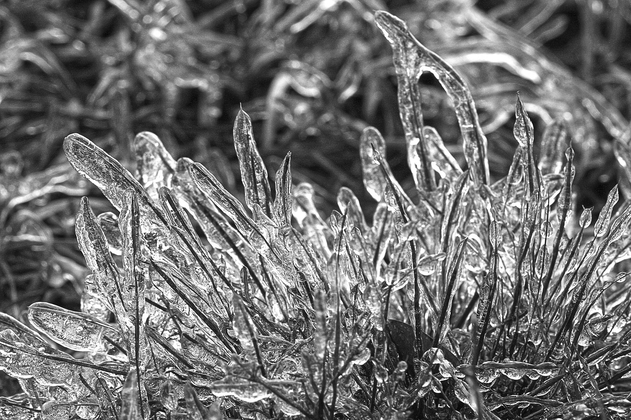 macro  winter  ice free photo