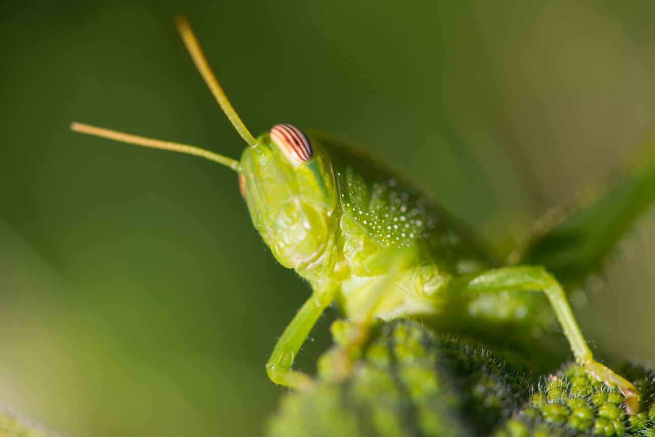 macro  grasshopper  green free photo