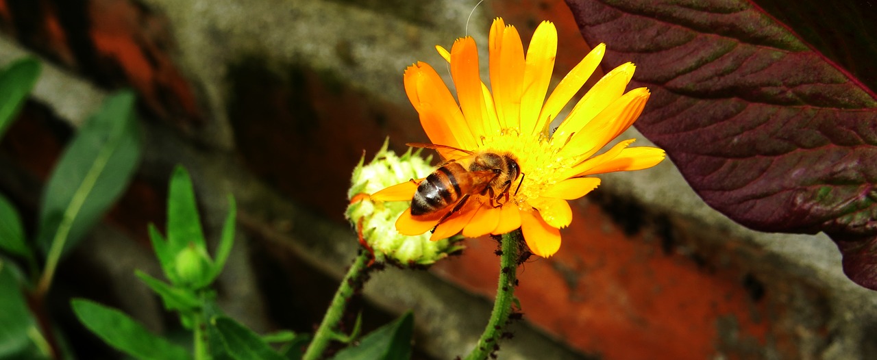 macro  insect  garden free photo