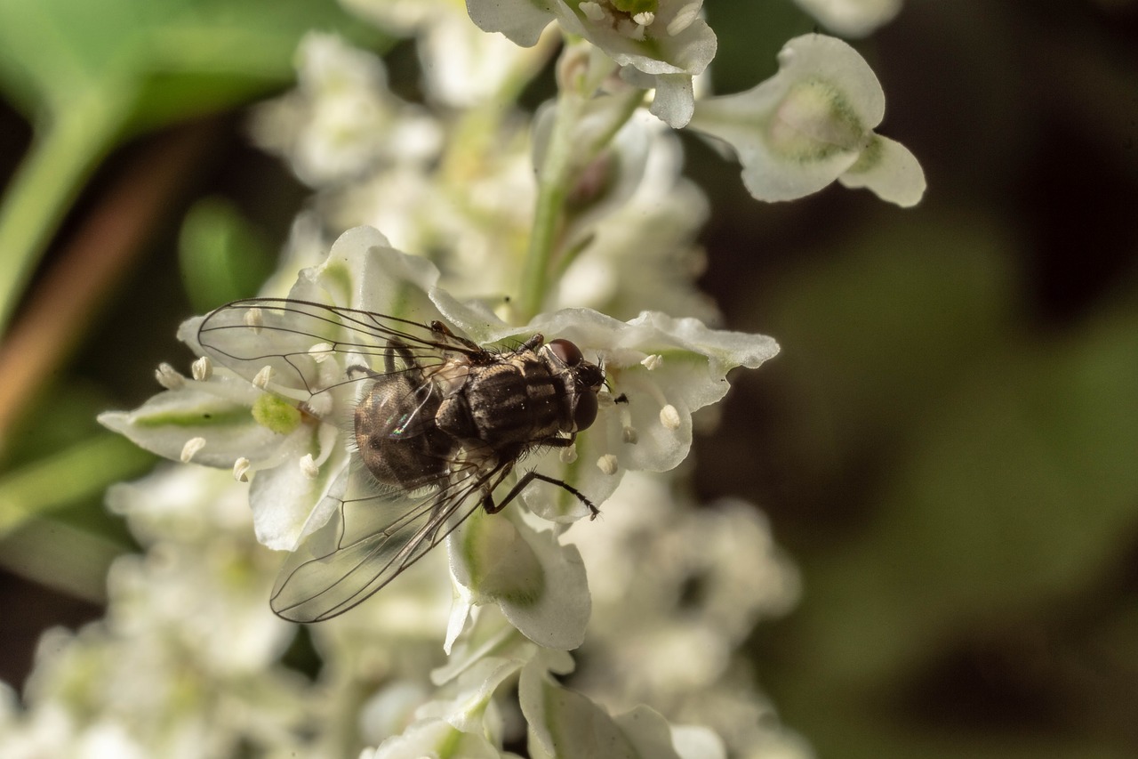 macro  fly  insect free photo