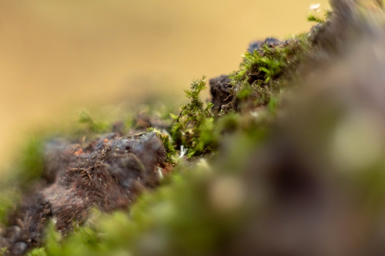 macro  moss  close up free photo