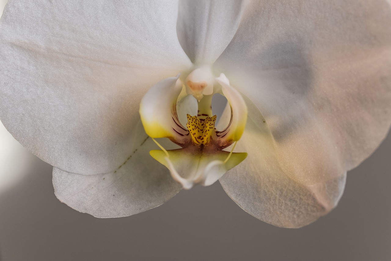 macro  flower  in bloom free photo