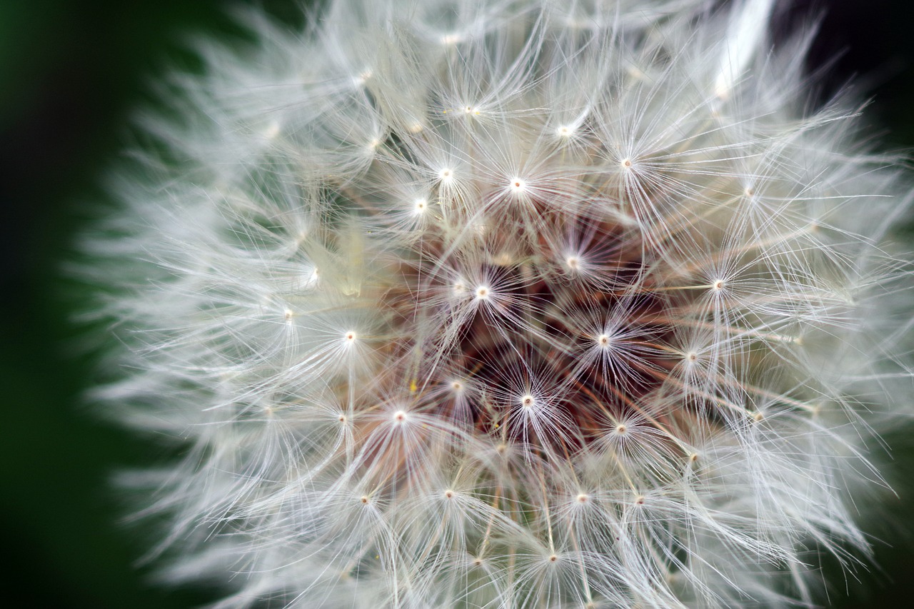 macro  dandelion  fluffy free photo