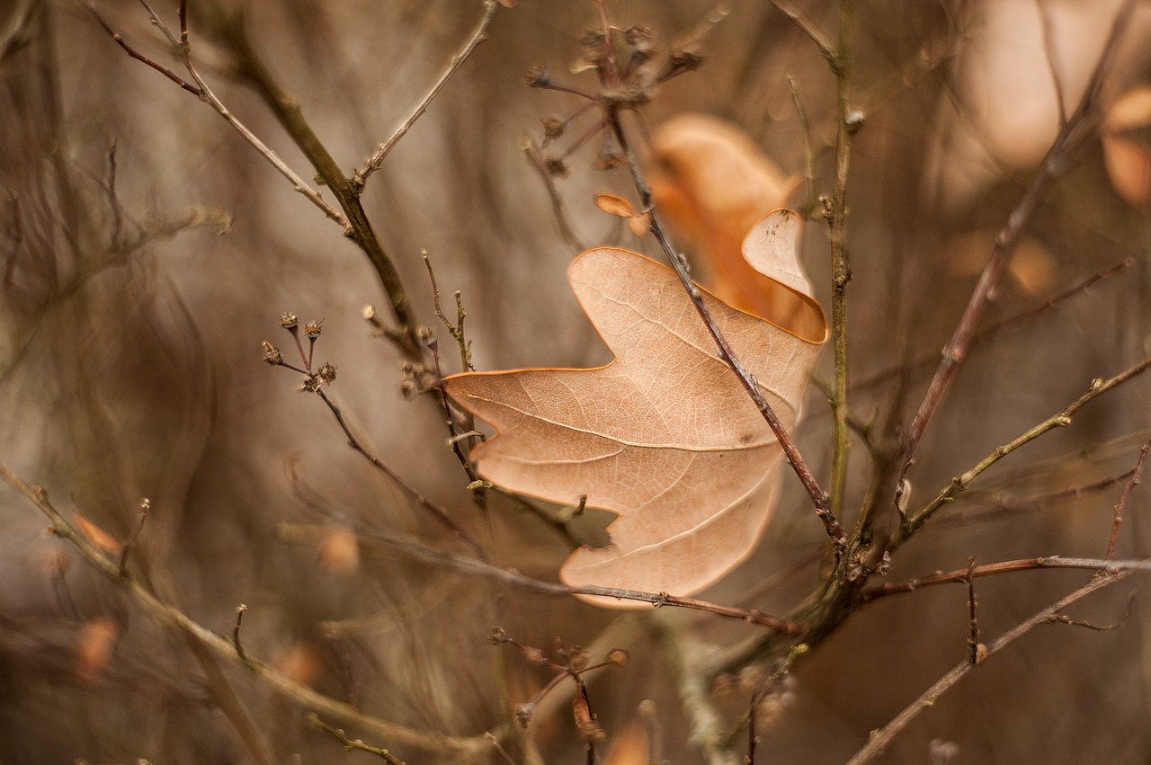 macro  sheet  branch free photo