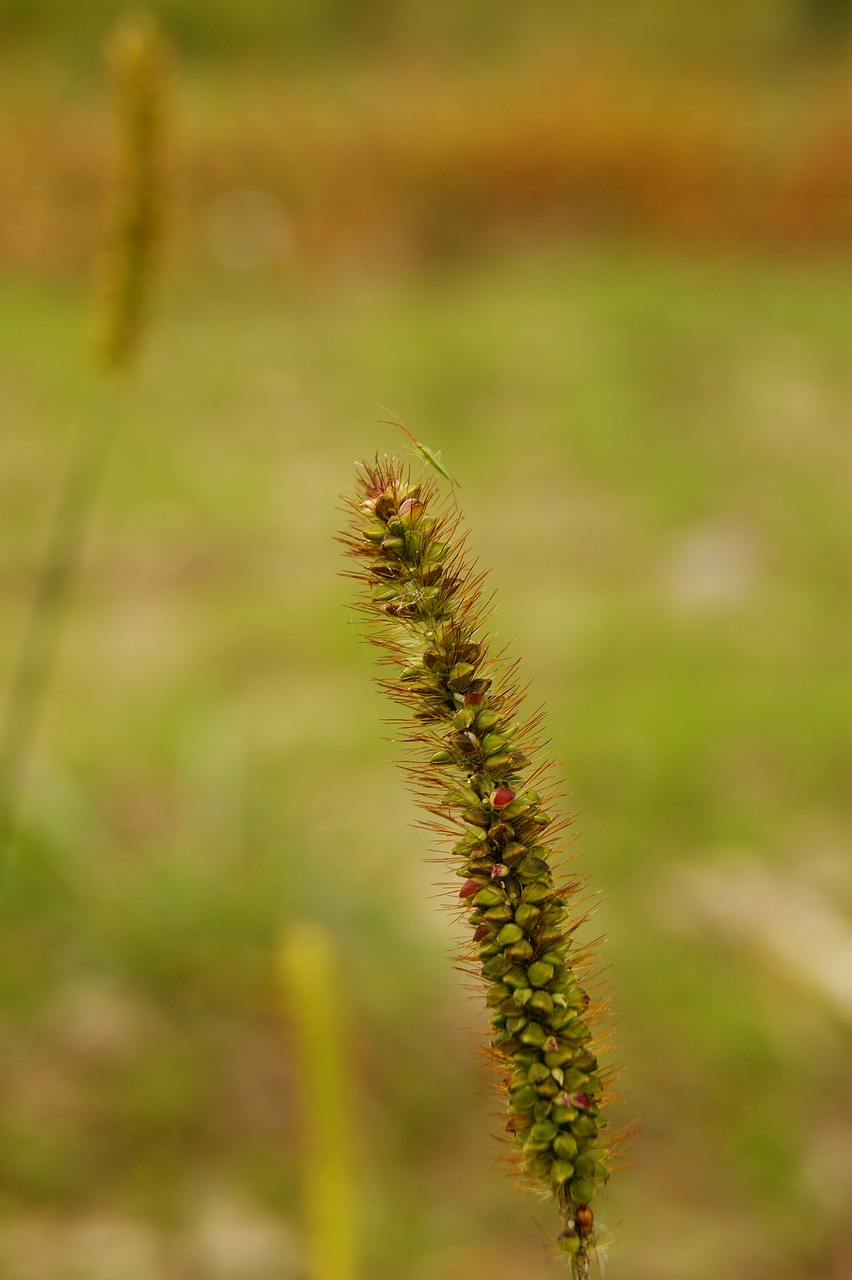 macro  green  nature free photo