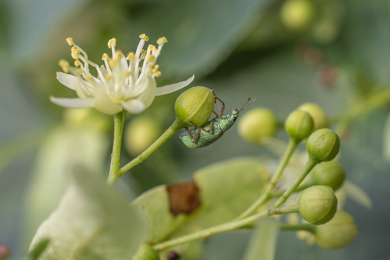 macro  beetle  insect free photo