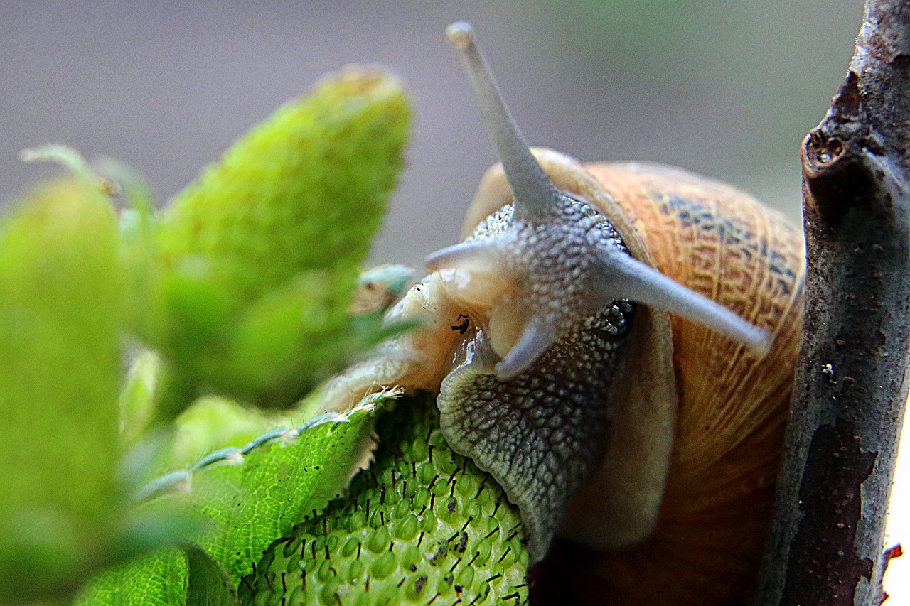 macro  snail  green free photo