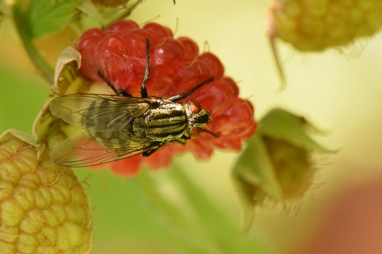 macro  fly  raspberry free photo
