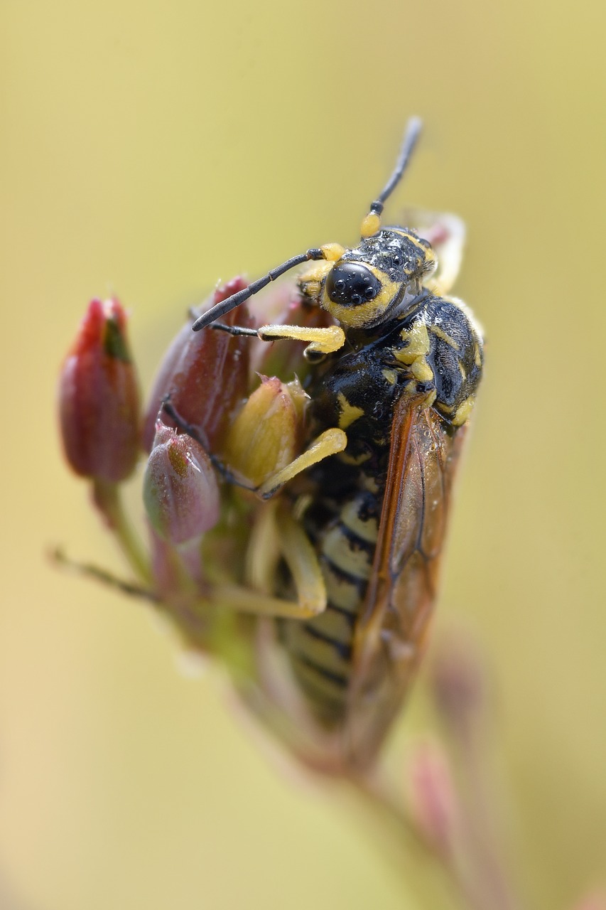 macro  bee  insect free photo