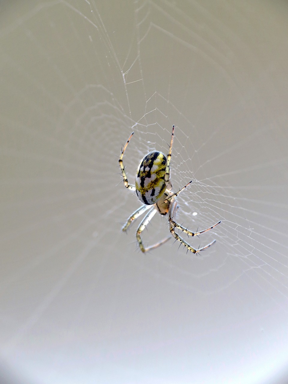 macro  insect  web free photo