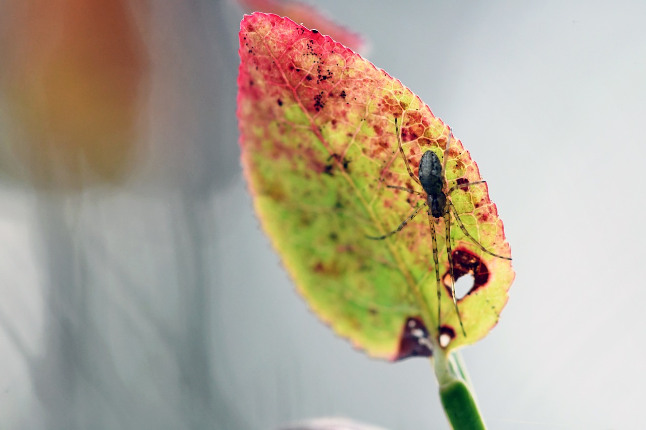 macro  autumn  spider free photo