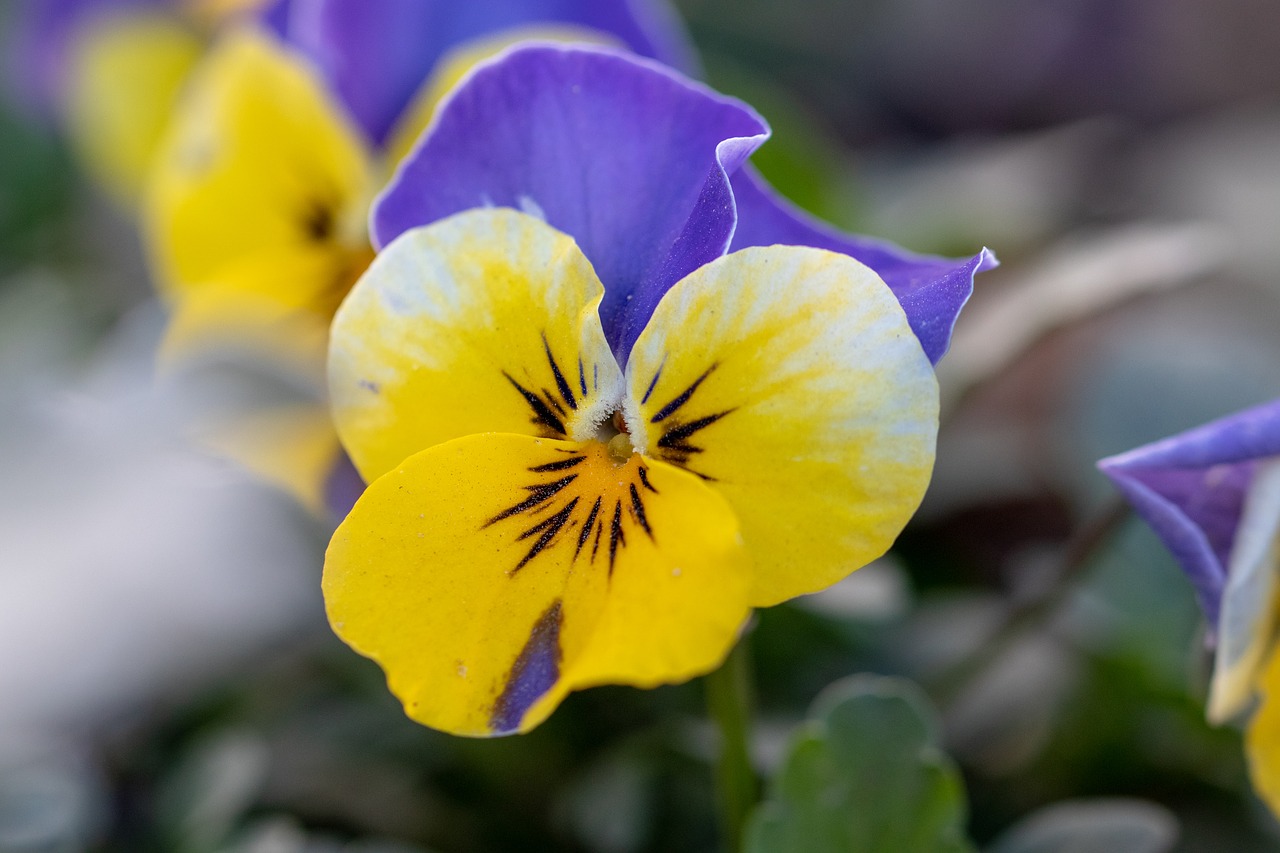 macro  flower  nature free photo