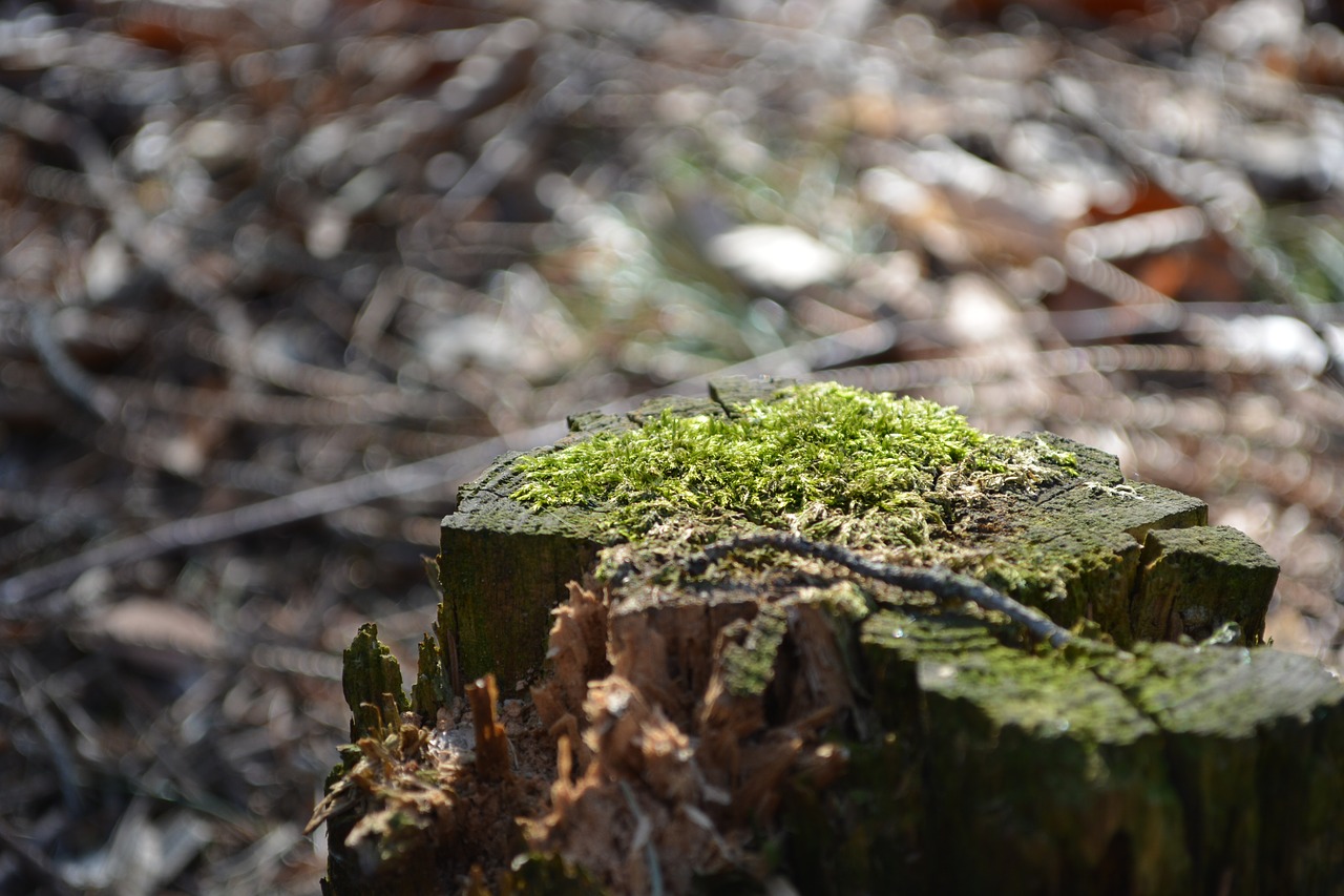 macro  wood  tree stump free photo