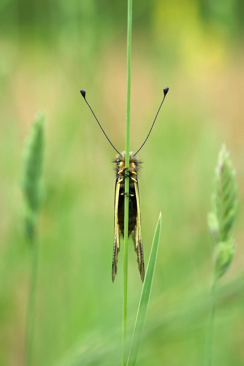 macro  butterfly stick  green free photo