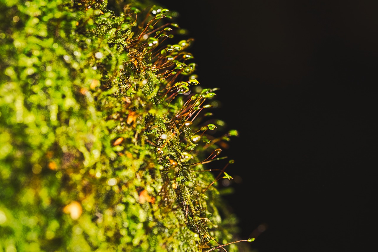 macro  moss  tree free photo