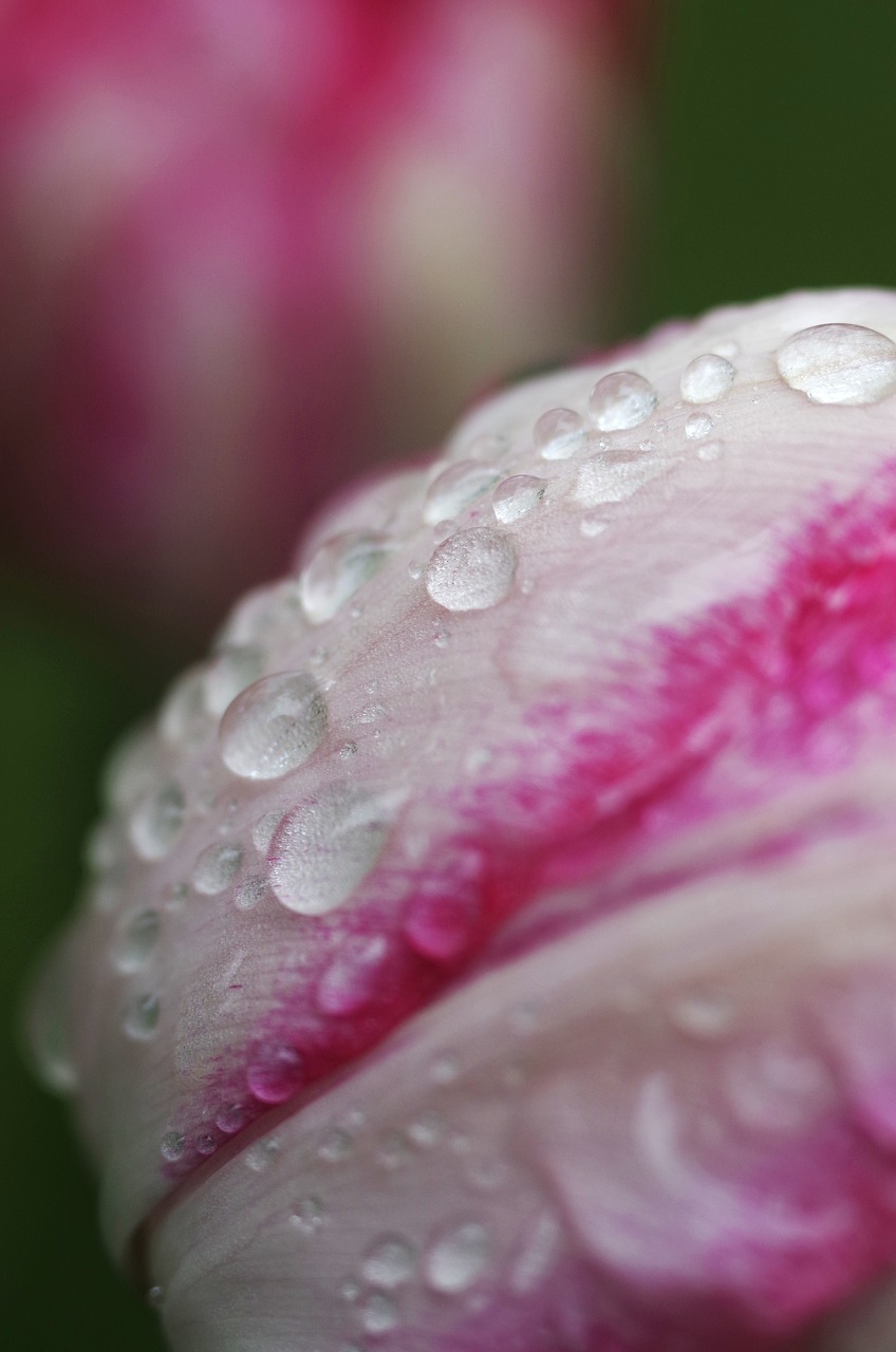 macro  close up  water free photo