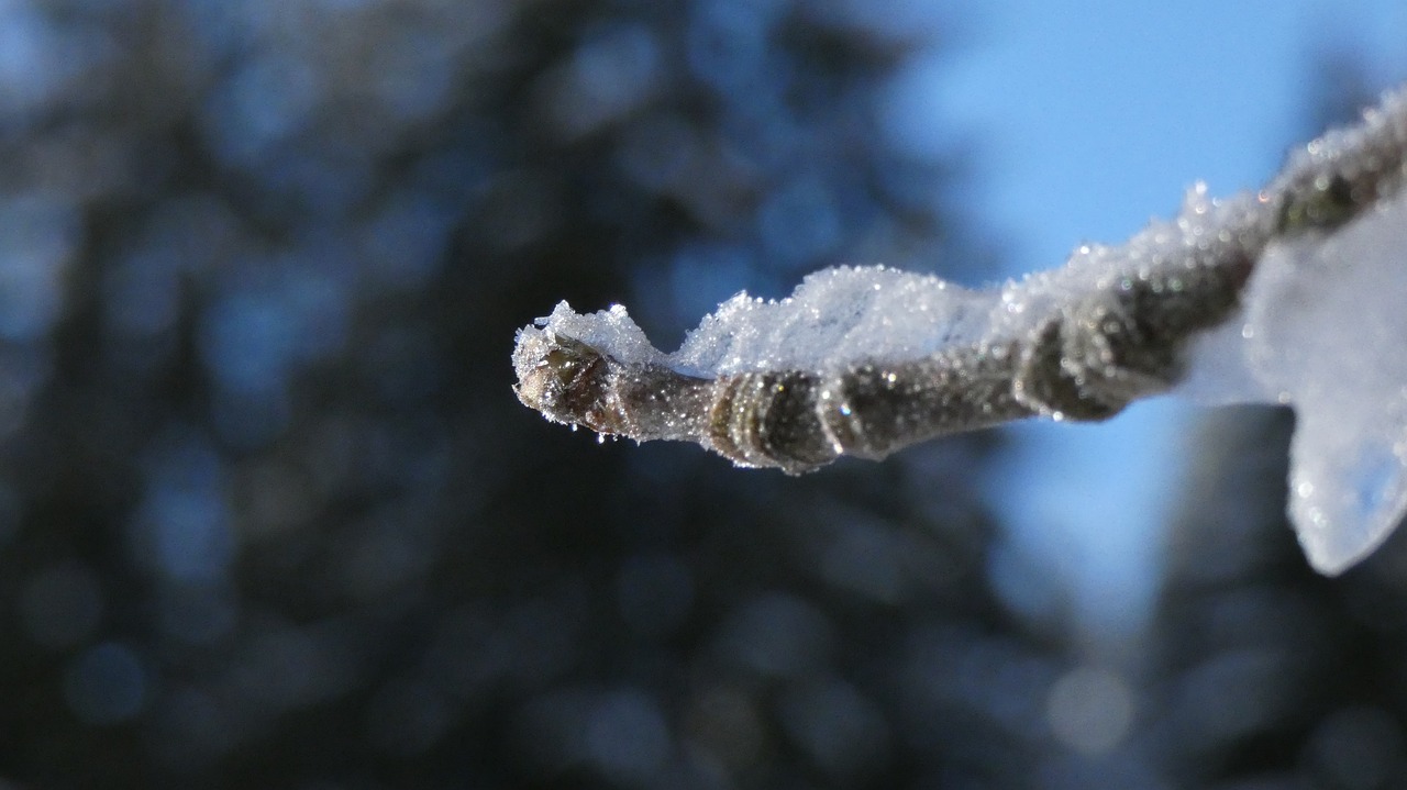 macro  winter  ice free photo