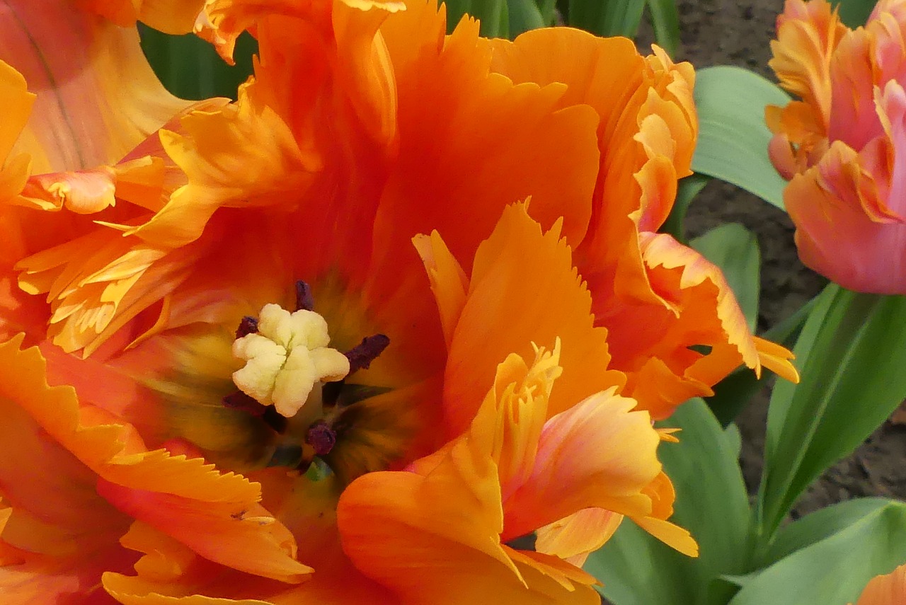 macro  tulip  orange free photo