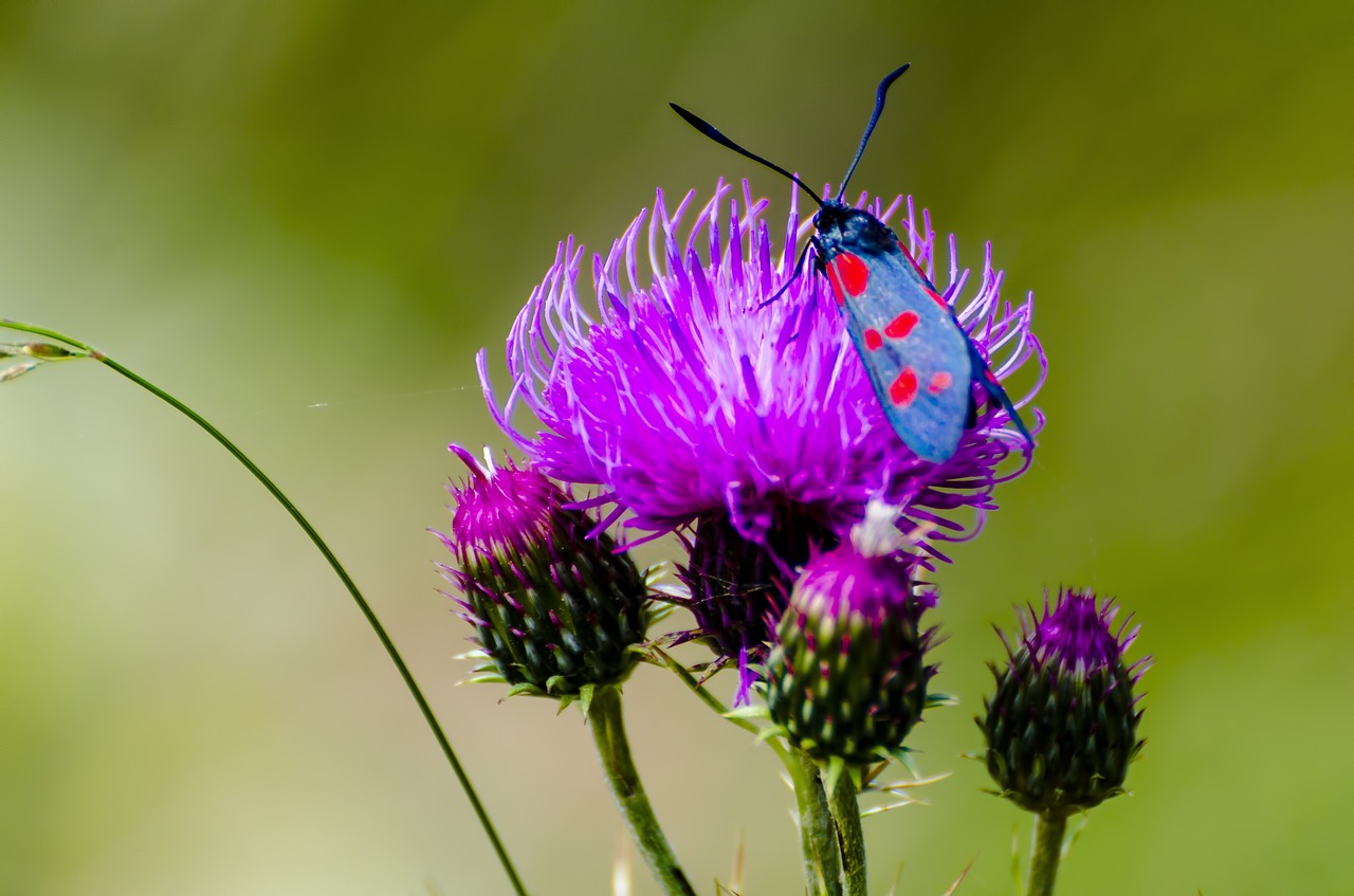 macro  flowers  plant free photo