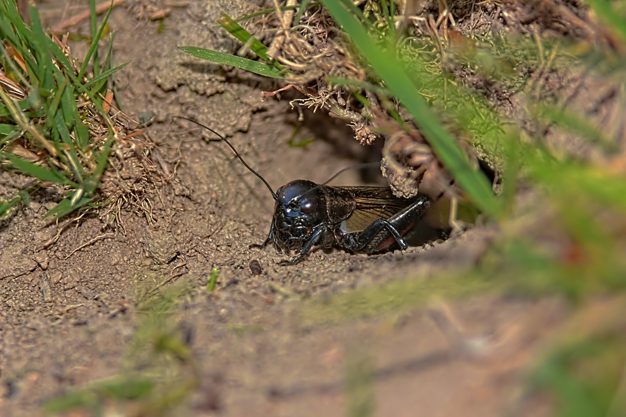 macro  cicada  insect free photo