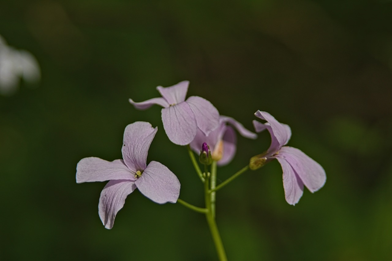 macro  flower  petal free photo