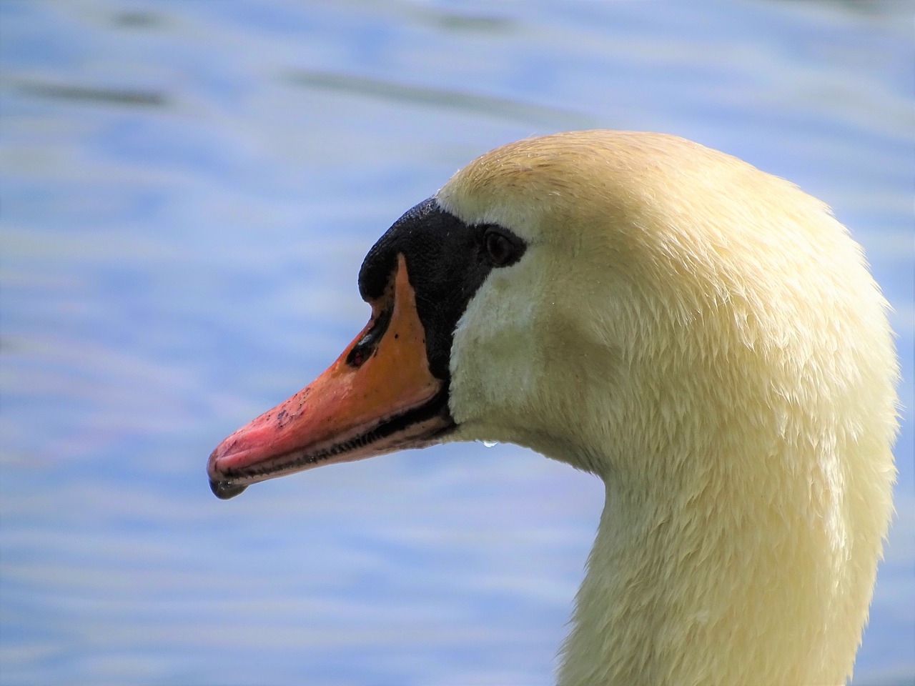 macro  swan  head free photo